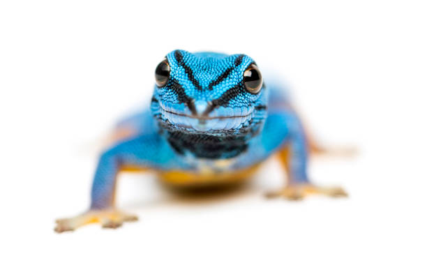 istock Electric blue gecko, Lygodactylus williamsi, isolated 1217831326
