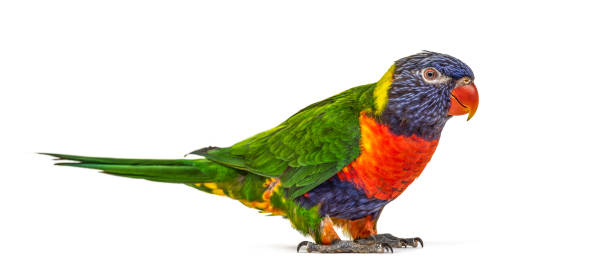 istock Rainbow Lorikeet, Trichoglossus moluccanus, isolated 1217831337