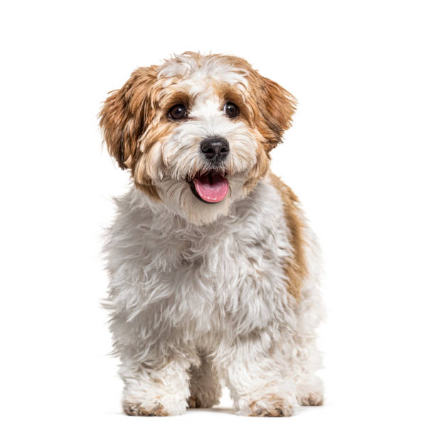 istock Panting Puppy Havanese dog, 5 months old, isolated on white 1217831400
