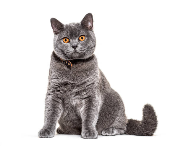 istock Orange Eyes British shortair, isolated on white 1217831414