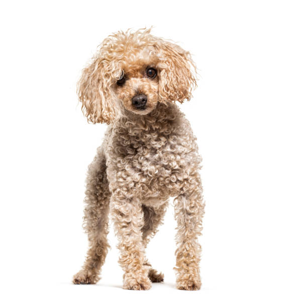 istock Standing Poodle beige, isolated on white 1217831474