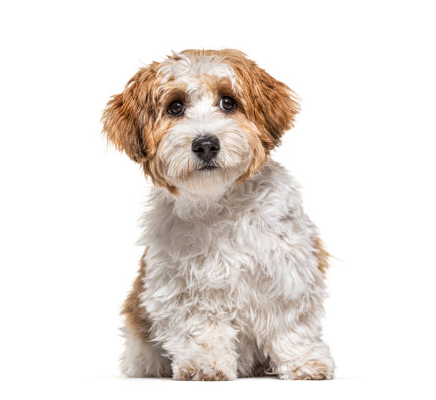 istock Puppy Havanese dog sitting, 5 months old, isolated on white 1217831492