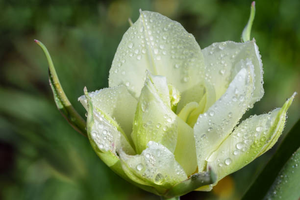 zbliżenie białego kwiatu tulipana z kroplami wody na wiosnę na zielonym tle w przyrodzie - rose anniversary flower nobody zdjęcia i obrazy z banku zdjęć