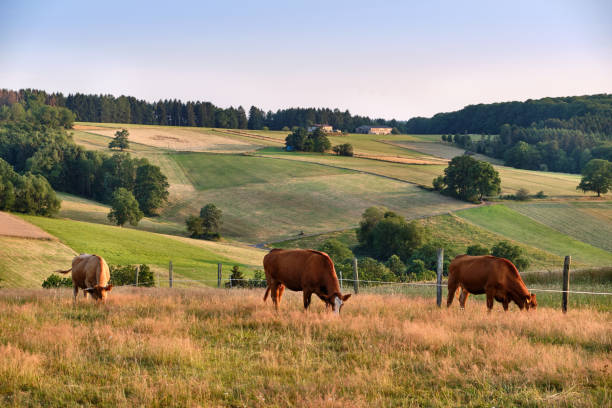 Beautiful rural evening landscape with cows in the Spessart area stock photo