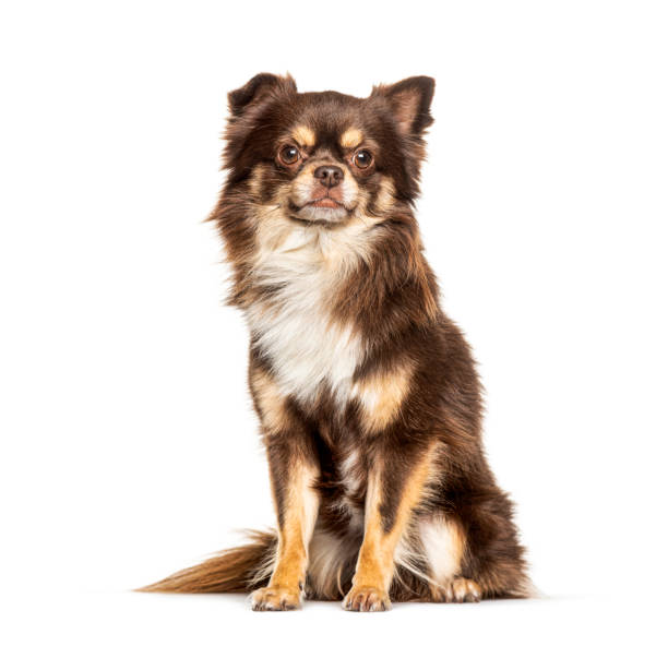 istock Brown Chihuahua dog, isolated on white 1217832050