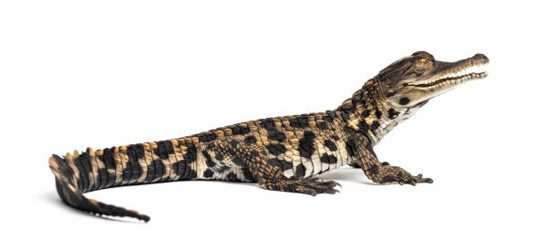 istock Young West African slender-snouted crocodile, Mecistops cataphractus, isolated on white 1217832078