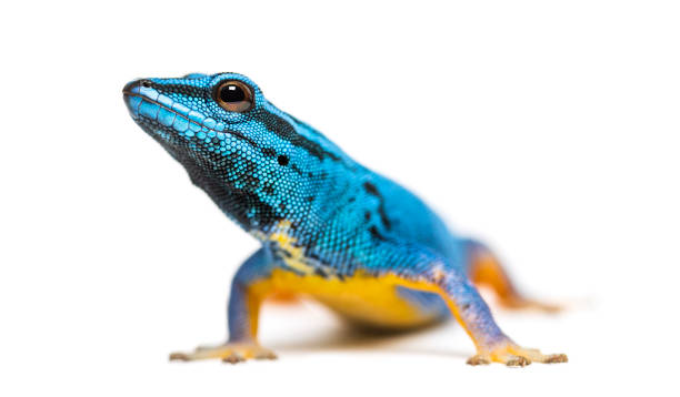 istock Electric blue gecko looking at the camera, Lygodactylus williamsi, isolated 1217832092