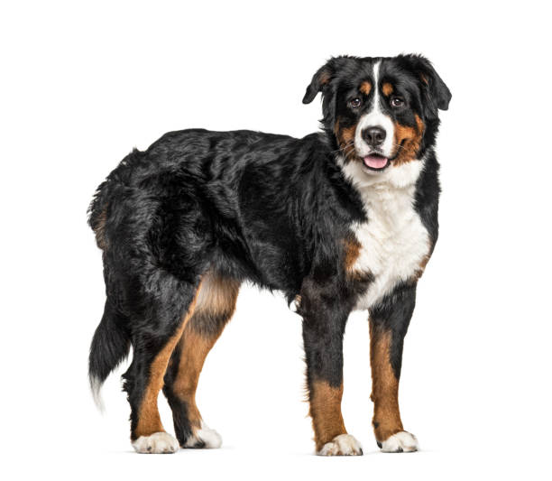 istock Standing Bernese Mountain Dog, isolated on white 1217832115