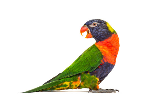 istock Side view of a Rainbow Lorikeet, Trichoglossus moluccanus, isolated 1217832116