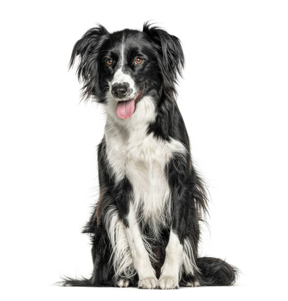 istock Happy black and white Crossbreed dog panting, isolated on white 1217832140