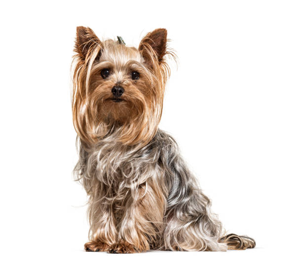 Yorkshire Terrier, looking at the camera, isolated on white Yorkshire Terrier, looking at the camera, isolated on white yorkshire terrier stock pictures, royalty-free photos & images