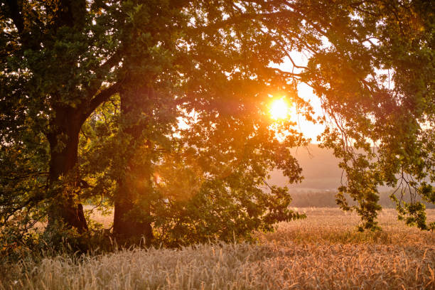 istock Two beautiful trees in idyllic agricultural sunset landscape 1217832259