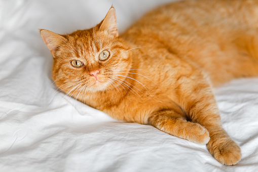 A red cat is lying on the bed. Portrait. Cat with a sly look.
