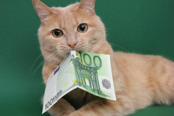 A red cat holds a 100 Euro bill in its teeth. A red cat holds a 100 Euro bill in its teeth. The concept of financial crisis and instability. money cat stock pictures, royalty-free photos & images