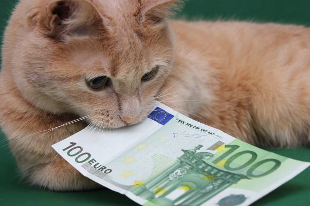 istock A red cat holds a 100 Euro bill in its teeth. 1217832534