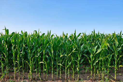 Closeup of a green cornfield with maize against blue sky