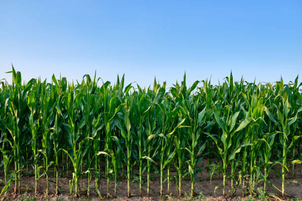 Closeup of a green cornfield with maize against blue sky Closeup of a lush green cornfield with maizeplants against clear blue sky. Seen in Germany near Bad Orb in the Spessart area in July. sweet corn in field stock pictures, royalty-free photos & images