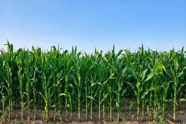 Photo of Closeup of a green cornfield with maize against blue sky