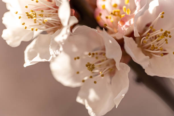 istock Blooming cherry plum on a sunny day 1217832597