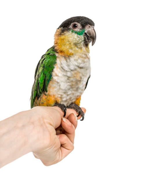 istock Black-capped parrot perched on human hand, isolated on white 1217834295