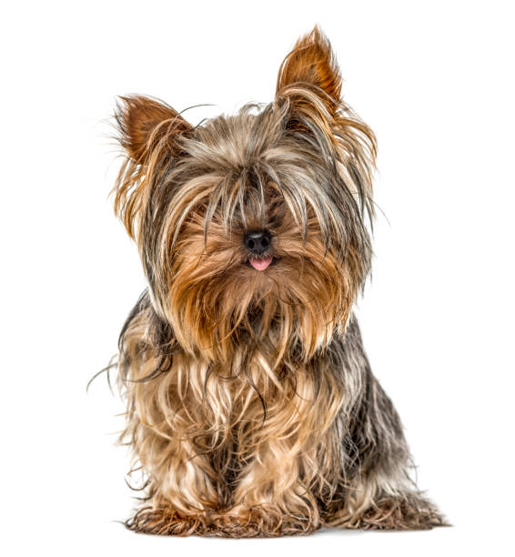 istock Yorkshire sitting and sticking tongue, isolated on white 1217834416