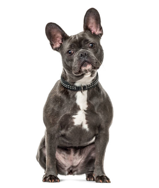 istock french bulldog sitting, isolated on white 1217834425