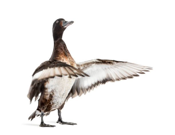 Baer's pochard spreading his wings, Duck, bird, isolated on white