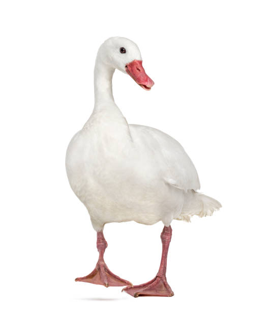 istock Waterfowl syanding, isolated on white 1217834684