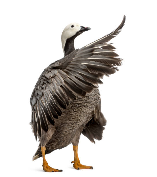 istock emperor goose flapping its wings, isolated on white 1217835492