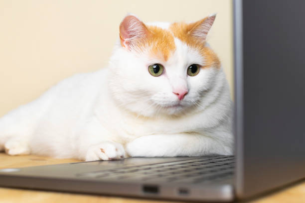 istock Cute cat laying at laptop and working. Coronavirus anxiety. Home office concept. 1217835621