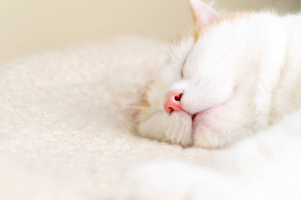istock Close-up cute cat sleeping at knitted plaid. 1217835645