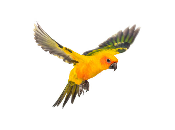 istock sun parakeet, bird, Aratinga solstitialis, flying, isolated 1217835856