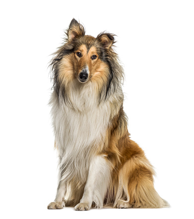 Collie sitting, isolated on white