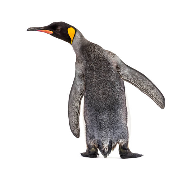 istock Back view of a king penguin isolated on white 1217835860