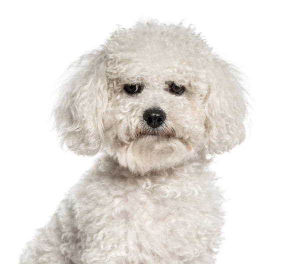 istock Close-up of a white bichon, isolated on white 1217835974