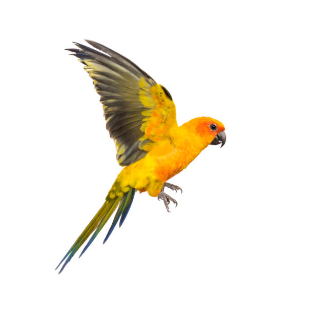 istock sun parakeet, bird, Aratinga solstitialis, flying, isolated 1217835983
