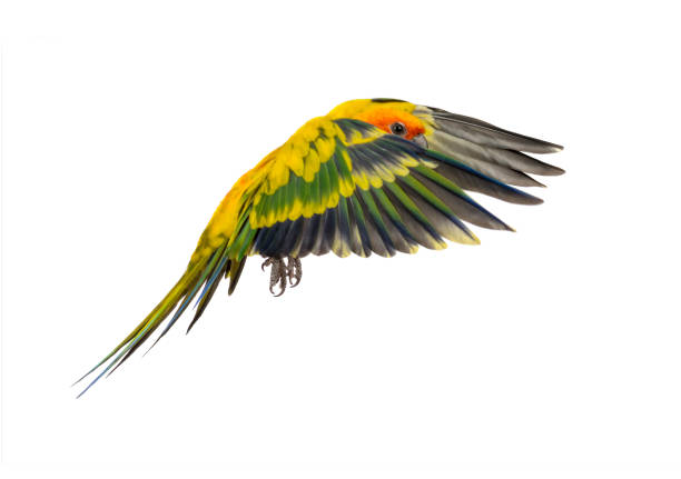 istock sun parakeet, bird, Aratinga solstitialis, flying, isolated 1217836140