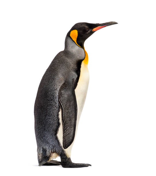 istock king penguin standing in front of a white background 1217836284