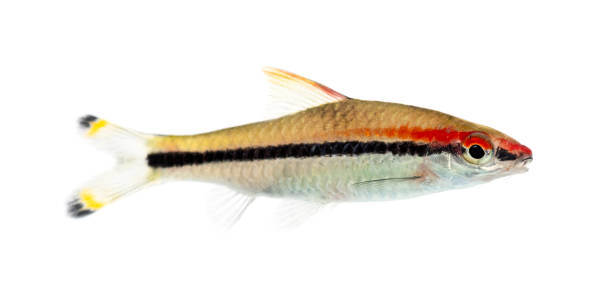 istock Side vie of a Denison barb, fish, Sahyadria denisonii, isolated on white 1217836320