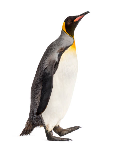 istock Side view of a king penguin walking, isolated on white 1217836359