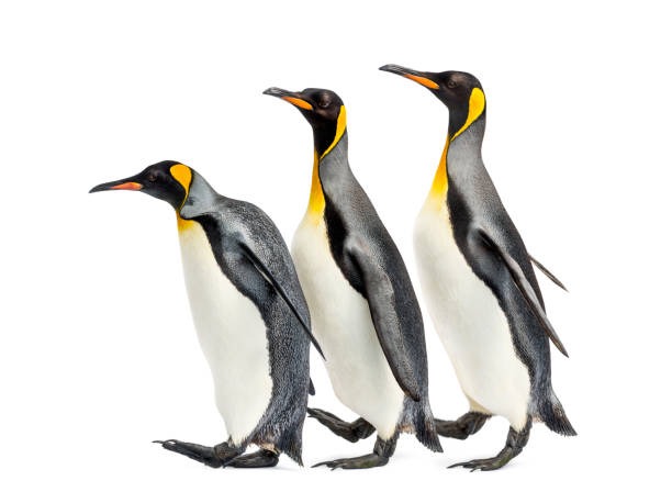 istock group of King penguins walking in a row, isolated 1217836408