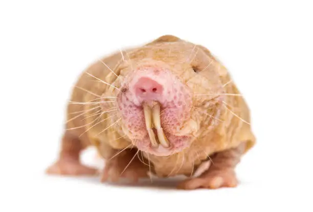 Photo of Front view of a Naked Mole-rat, hairless rat, isolated on wihte