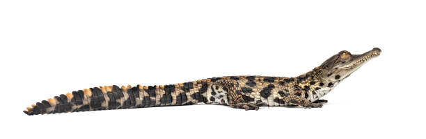 istock Young West African slender-snouted crocodile, Mecistops cataphractus, isolated on white 1217836718