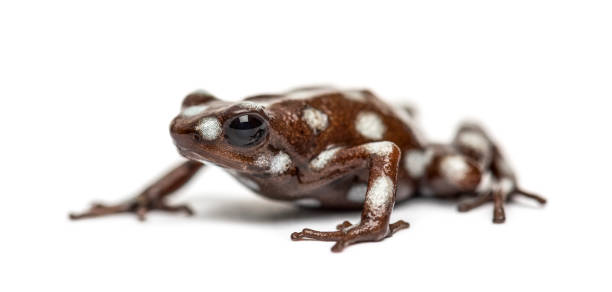 Maranon poison frog, Excidobates mysteriosus, isolated on white Maranon poison frog, Excidobates mysteriosus, isolated on white dendrobatidae stock pictures, royalty-free photos & images