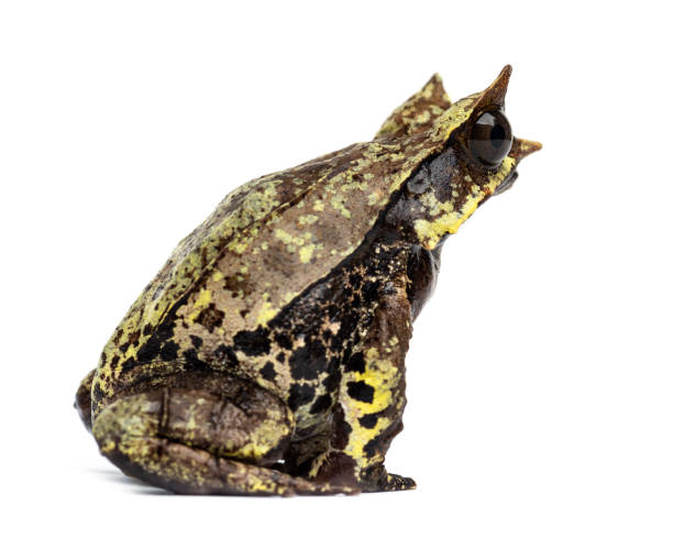 istock Long-nosed horned frog, Megophrys nasuta, isolated 1217837432