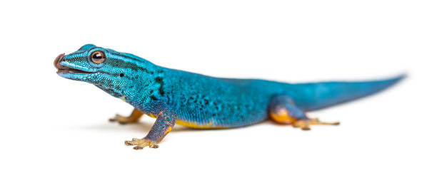 istock Electric blue gecko licking its lips, Lygodactylus williamsi, isolated 1217837446