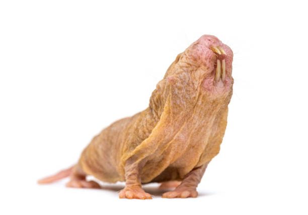Naked Mole Rat Pictures | Download Free Images on Unsplash