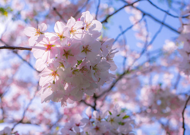 istock Pink Cherry Blossom Flowers on a Sunny Day 1217837894