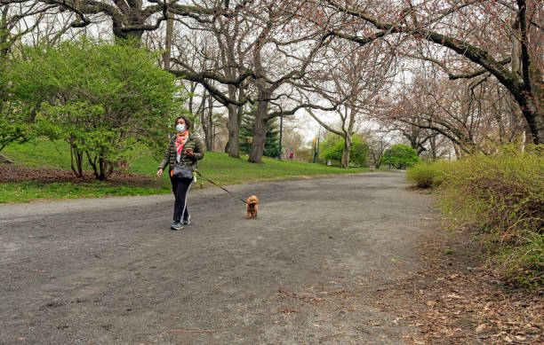 mulher de máscara passeando com cachorrinho no central park vazio durante o coronavirus - bridle path - fotografias e filmes do acervo