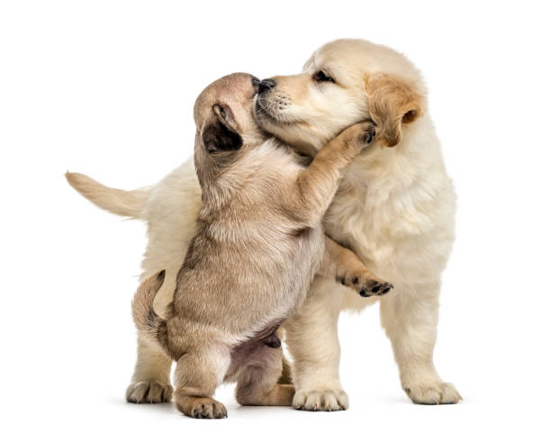 ретривер и мопс щенки играют вместе, изолированные на белом - golden retriever friendship white small стоковые фото и изображения